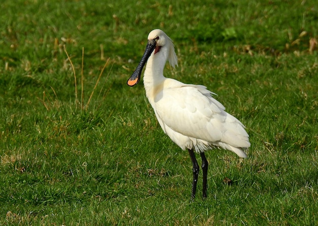 white stork in the grass