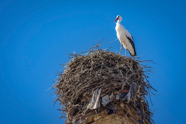 White stork in its nest at the top of a church