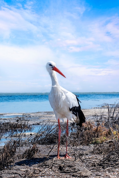 White stork on a lake in a natural habitat.