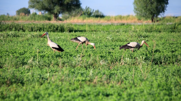 White stork looking for food