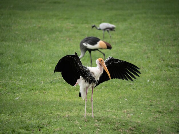 A white stork looking in a meadow