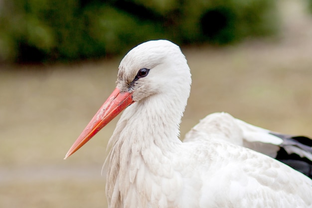 White stork in natural habitat walking and searching for food, Poplar tree forest flood area on river side, rear stork view, unclean white feathers