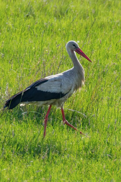 White Stork in the Nature Habitat (Ciconia ciconia)