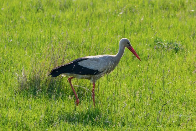 White Stork in the Nature Habitat (Ciconia ciconia)