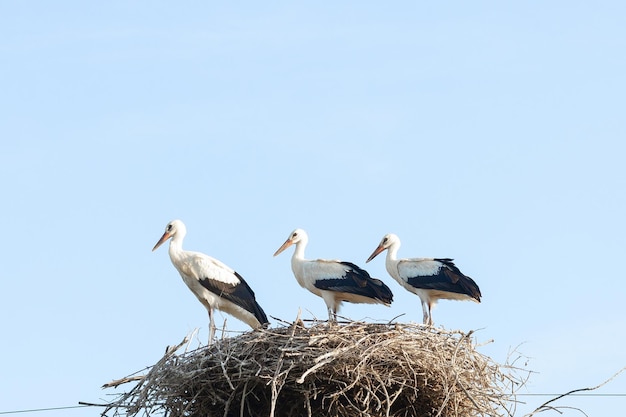 春の巣のコウノトリ