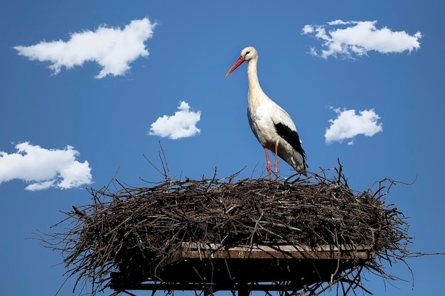 White stork in the nest