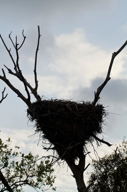 White stork nest