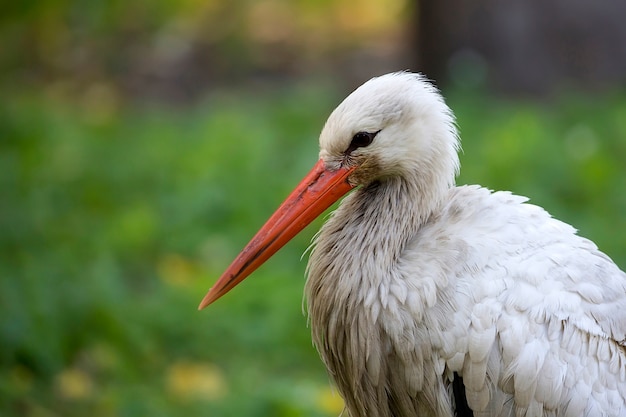 White stork a portrait