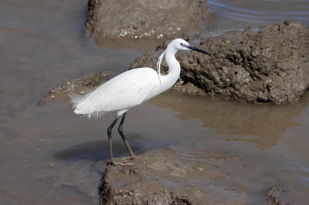 A white stork standing in brown water