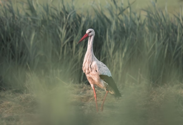 white stork stands in a field in the tall grass