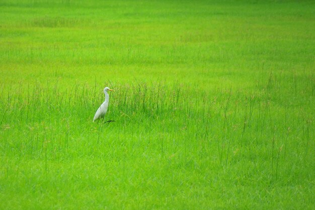 コウノトリの緑の野原を歩いて