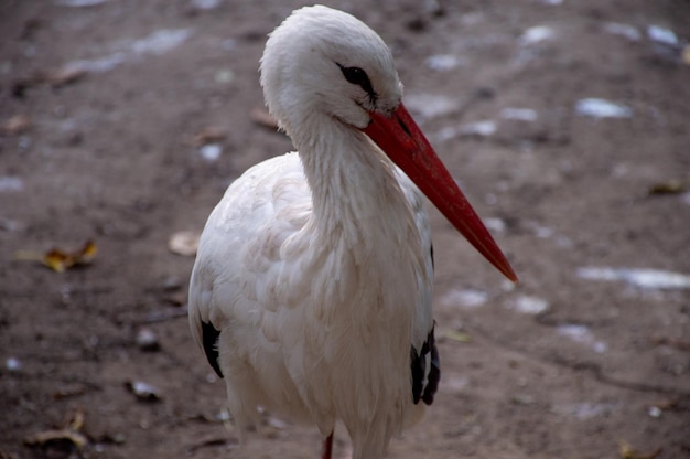 White stork with a long red beak looks to the side