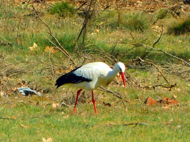 A white stork with a red beak walks in the grass.