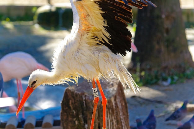 white stork