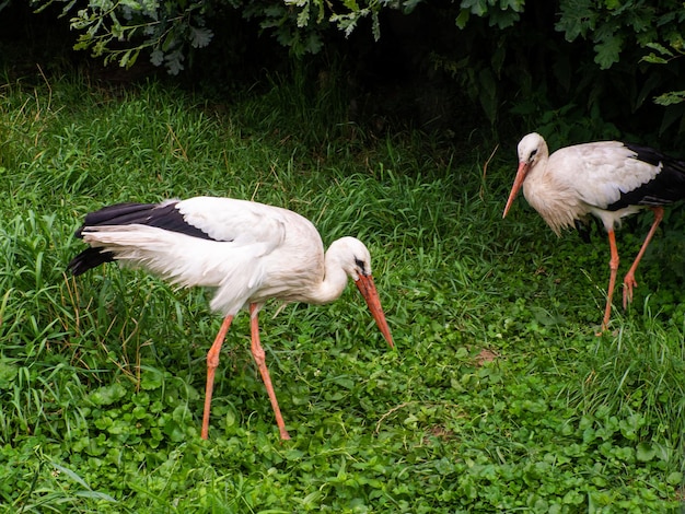 White storks ciconia ciconia on a green meadow