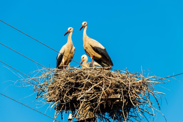 White storks (Ciconia ciconia) in the nest on the pole