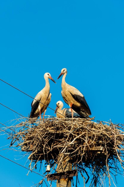 White storks Ciconia ciconia in the nest on the pole