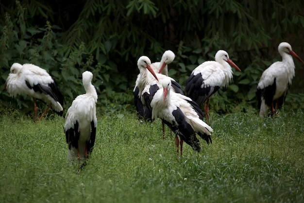 White storks in a clearing