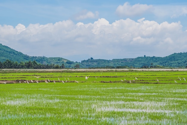 Фото Белые аисты на рисовом поле