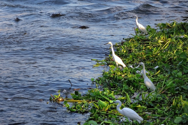 White storks standing on the river hyacinths with some garbage. Animal and environment concept.