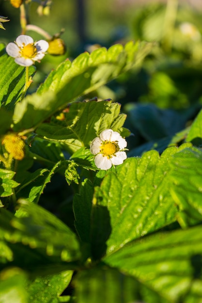 White strawberry blooming in the garden in spring