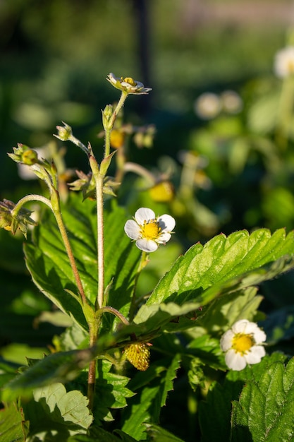 White strawberry blooming in the garden in spring