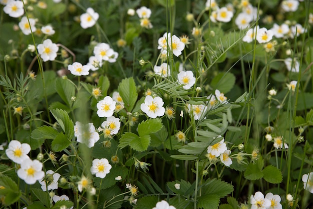 白いイチゴの花。 Fragaria viridis。野生の草の牧草地で成長しているイチゴ。