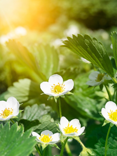 庭の白いイチゴの花。いちごの花。