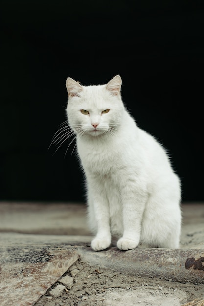 Gatto bianco strada con gli occhi verdi su fondo nero