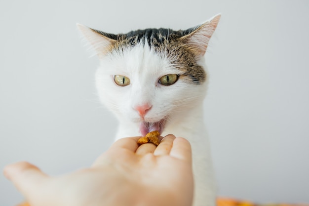 Белый полосатый кот ест еду из рук