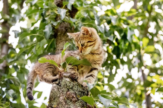 White striped kitten in the garden on a tree