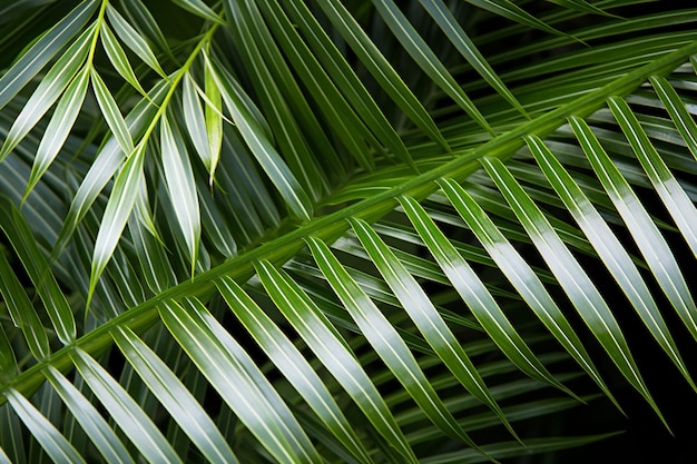 White stripes on palm leaf