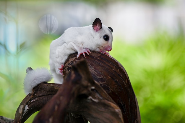 white sugar glider  on branch in  tropical garden