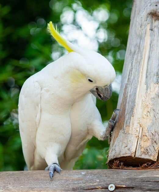 Cacatua crestato di zolfo bianco su un ramo