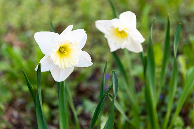 White summer flower in the grass. Copy space.