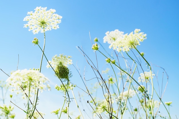 White summer flowers Blue sky sunny day