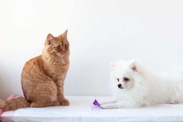 On a white surface, a red cat and a small white dog, a Pomeranian, sit opposite each other. The concept of animal welfare and relationships of dogs and cats.