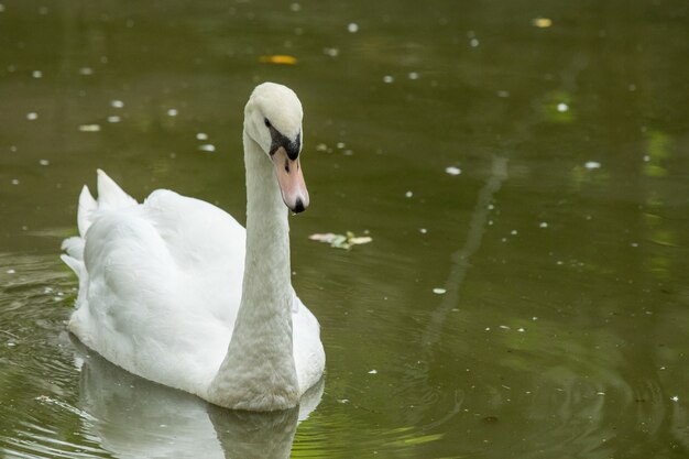 White swam animal floating in rivel