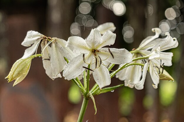 Foto fiore di giglio di palude bianco