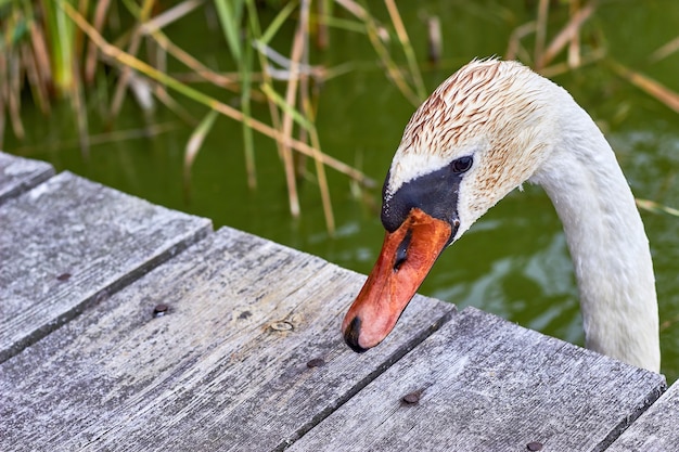 White swan on the background of wooden walkways