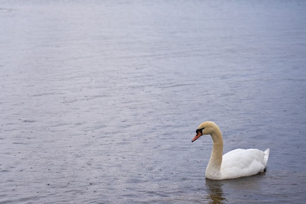 White swan on the Baltic Sea coast in Finland.