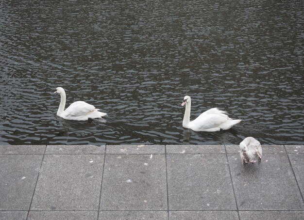 White swan bird animal