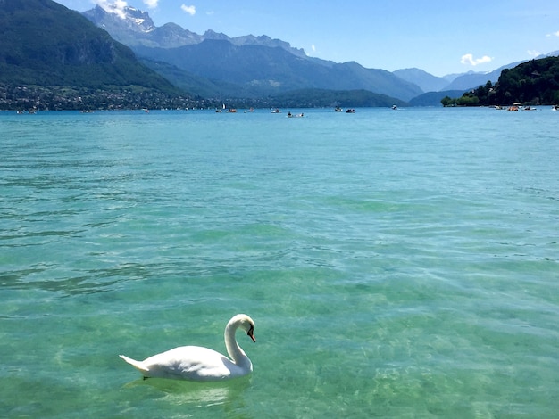 White swan and blue lake in the summer day Closeup Annecy France