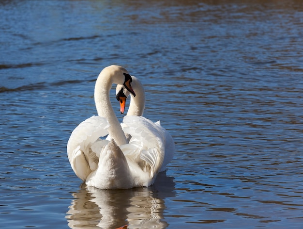 水に浮かぶ白い白鳥のカップル、鳥の春の季節、夫婦の作成中に水鳥と野生動物