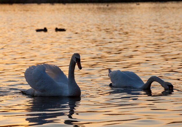 White Swan couple floating on the water, spring season for birds, wildlife with waterfowl during the creation of a married couple