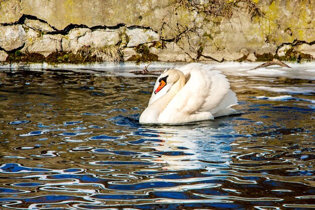 White swan on dark water, far away ice, early spring