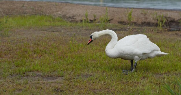 White swan eat with green grass