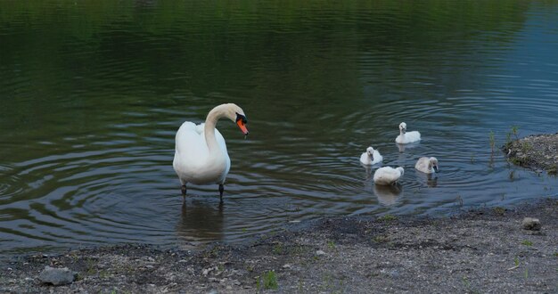 Photo white swan family swim at the lake