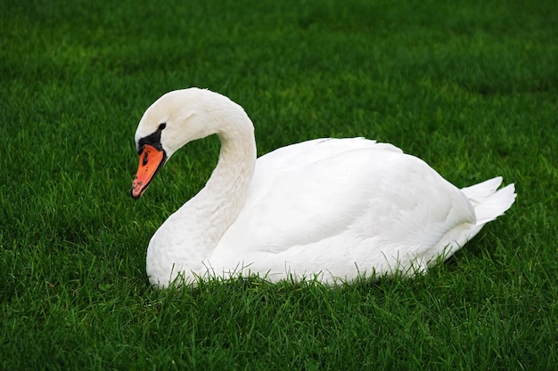 White swan in a field