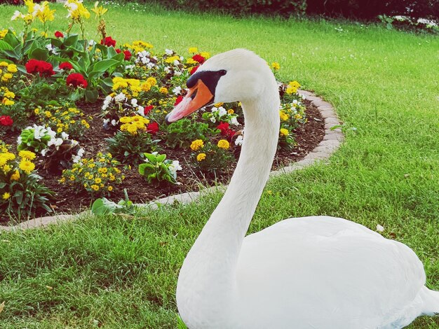 White swan in a field